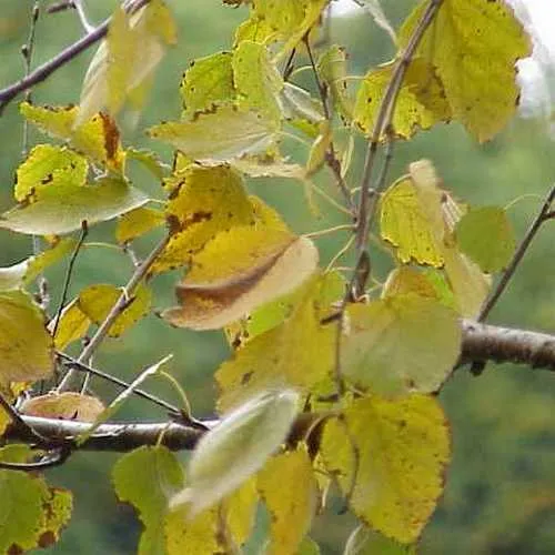 Betula papyrifera - Paper Birch
