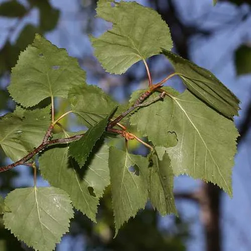 Betula papyrifera - Paper Birch
