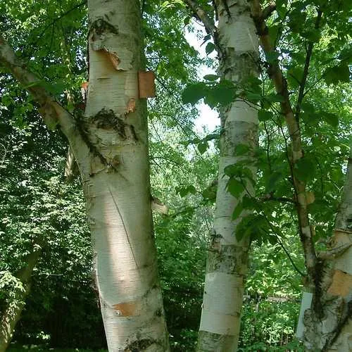 Betula papyrifera - Paper Birch
