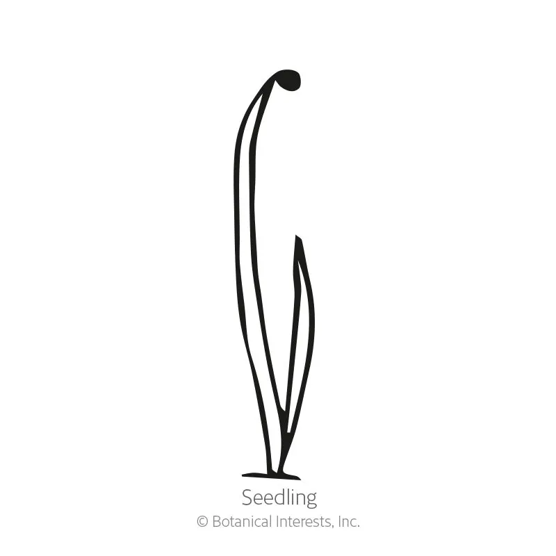 Cabernet Bulb Onion Seeds